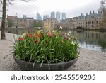 A flower bed with blooming tulips in front of Binnenhof - Dutch Parliament with Hofvijver pond, The Hague, The Netherlands;