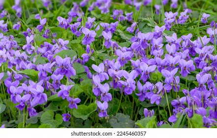 Flower bed with Common violets (Viola Odorata) flowers in bloom, traditional easter flowers, flower background, easter spring background. Close up macro photo, selective focus.