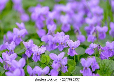 Flower bed with Common violets (Viola Odorata) flowers in bloom, traditional easter flowers, flower background, easter spring background. Close up macro photo, selective focus.
