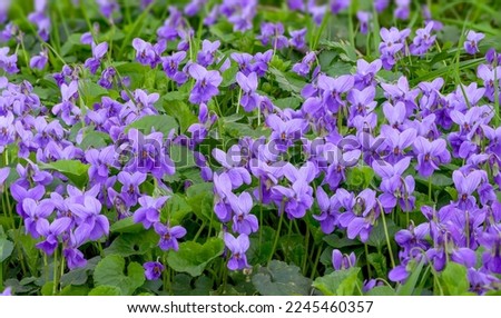Flower bed with Common violets (Viola Odorata) flowers in bloom, traditional easter flowers, flower background, easter spring background. Close up macro photo, selective focus. ストックフォト © 