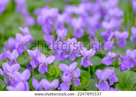 Flower bed with Common violets (Viola Odorata) flowers in bloom, traditional easter flowers, flower background, easter spring background. Close up macro photo, selective focus.