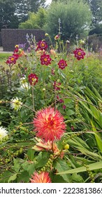 Flower Bed With Dahlia Flowers