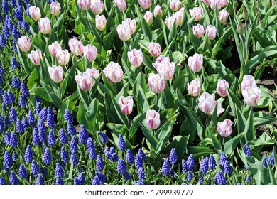 Flower Bed Filled With White Tulips And Grape Hyacinth Plants That Bloom Under Warmth Of Springtime Weather And Sunny Skies Overhead.