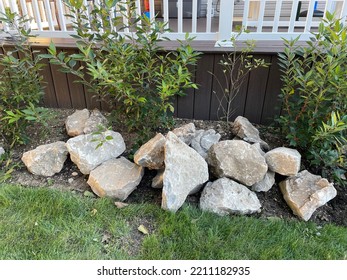 A Flower Bed Filled With Winterberry Holly Plants At The End Of The Summer. There Are Large Rocks And Boulders Laid Throughout The Landscaping.