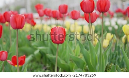 flower bed with flowering tulips. spring city. seeds of ornamental plants and flowers for the garden. horticulture and floriculture
