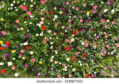 Flower Bed Full Of Colorful Tulips And White Common Daisies Photographed From Above. Floral Background.