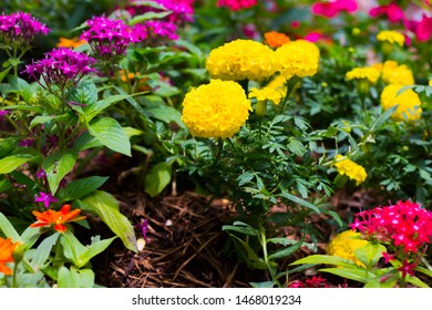 Flower Bed In Gruene, Texas