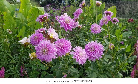 Flower Bed With Light Purple Dahlia Flowers