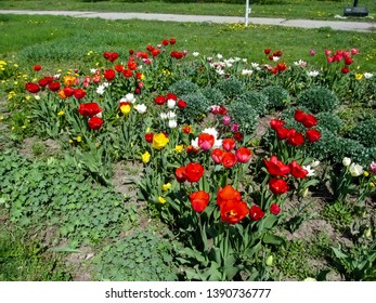 Flower Bed On The Lawn With Multicolored Tulips, Top View. Abandoned Flowerbed Overgrown With Weeds, Against The Background Of Green Spring Grass