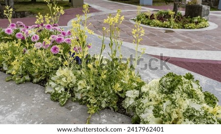 A flower bed in the park. Pink lush flowers and nearby- blooming ornamental brassica cabbage with delicate corrugated leaves grow along the paved sidewalk. Argentina. Ushuaia