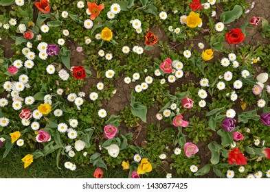 Flower Bed In Public Park Full Of Colorful Tulips And White Common Daisy Flowers. Directly Above View, Floral Background.