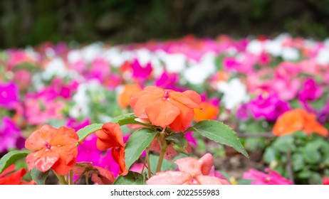 Flower bed short focal length