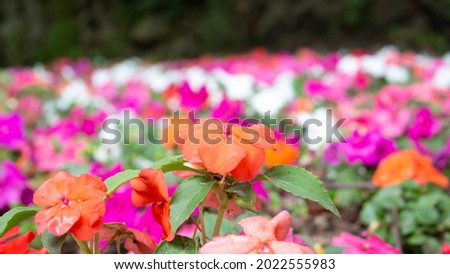 Flower bed short focal length