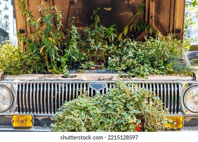 flower bed under the hood of old car. Vintage beige car with round headlights and open hood with plants and flowers