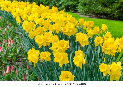 Flower bed with yellow daffodil flowers blooming in the Keukenhof spring garden from Lisse- Netherlands.