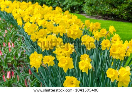 Flower bed with yellow daffodil flowers blooming in the Keukenhof spring garden from Lisse- Netherlands.