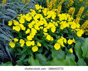 Flower Bed Of Yellow Flowers Of Evening-primrose