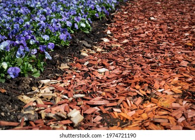 Flower Beds With Blue Blooming Flowers. Wood Chip Mulch. Texture Background.