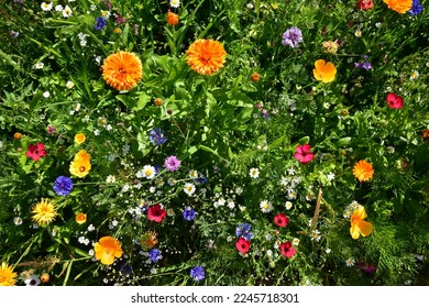 Flower Beds, colorful flower summer bed from above - Shutterstock ID 2245718301