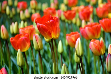 Flower beds with red, yellow, pink and white in the tulip festival Emirgan Park Turkey april