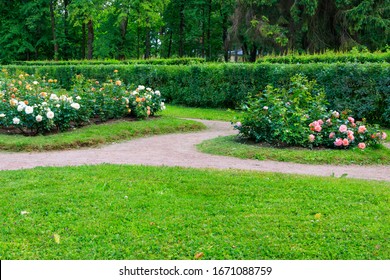 Flower beds with rose bushes in ornamental garden
