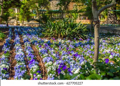 Flower Beds In The San Anton Gardens, Malta