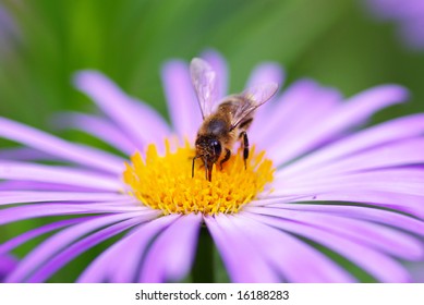 Detail Honeybee Latin Apis Mellifera European Stock Photo 708300100 ...