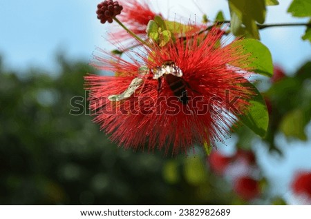flower with bee - insect, red flower, bee, flower 