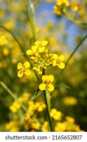 Flower And Bee Are The Perfect Harmony Of The Two