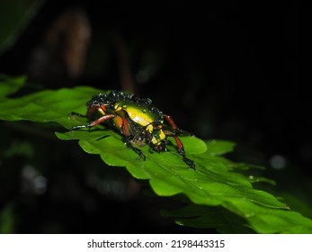 A Flower Beetle On The Fern Leave