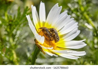 Flower Beetle. Tropinota Squalida On A Flower. 