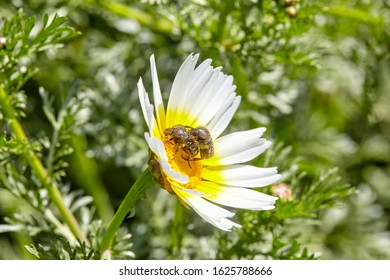 Flower Beetle. Tropinota Squalida On A Flower. 