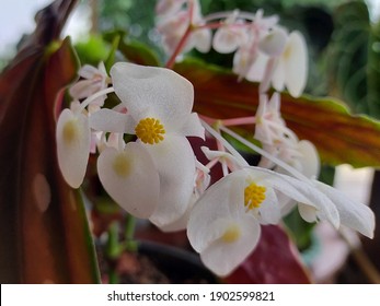 The Flower Of The Begonia Coccinea Plant.