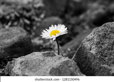 Flower between the rocks