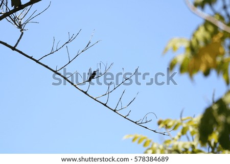 Similar – White stork on roof ridge