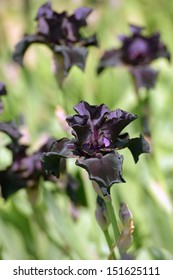 Flower Of Black Bearded Iris Closeup