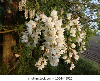 Flower Of Black Locust Tree