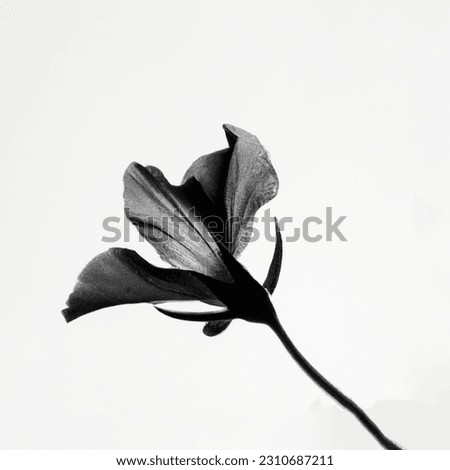 Flower Black and White, White Background Analog