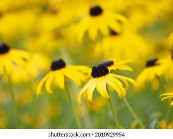 Flower Of Blackeyed Susan In The Field