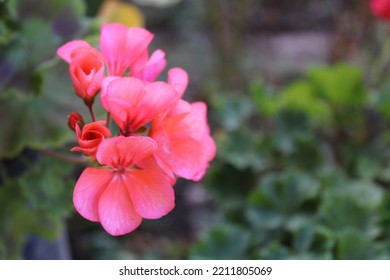 Flower Bloom Closeup Shot, Selective Focus. Pink Flower Bloom Concept. Gardening Concept.