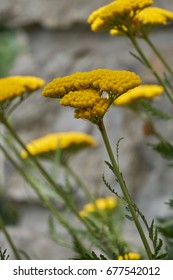 flower in bloom in the garden in spring