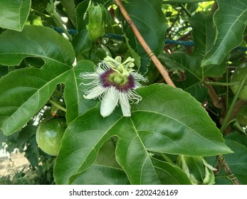 Flower In Bloom From Passion Fruit Tree