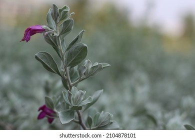 the flower bloom in spring
