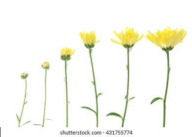 10,903 Flower Blooming Stages Images, Stock Photos & Vectors | Shutterstock