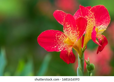 Flower : Blooming canna indica flower.