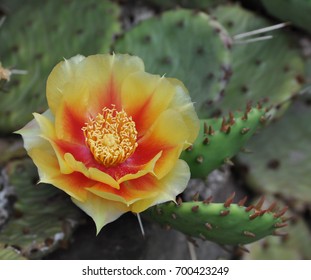 Flower blooming on prickly pear cactus plant
