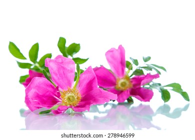 Flower Blooming Wild Rose On A White Background