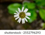 flower, blossom, marguerite, daisy, camomile, flowers, blossoms, plant, wet, rain, river, bank, detail, macro, close-up, wallpaper, mural, beautiful, postcard, motif, stones, petals