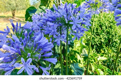 Flower Blue Agapanthus In Summer Garden In Tuscany