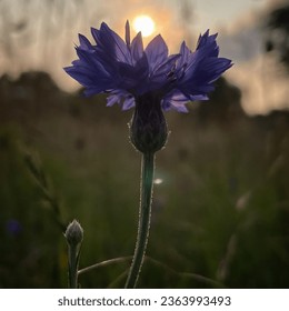 flower blue goldenhour nature colors